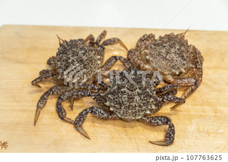 トゲクリガニ 蟹 トゲクリガニ 蟹 107763625