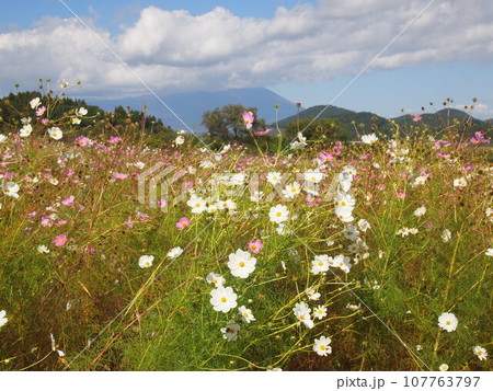 コスモス畑 コスモス畑 107763797