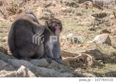 毛繕いするニホンザルの親子　嵐山モンキーパークいわたやま 107764310