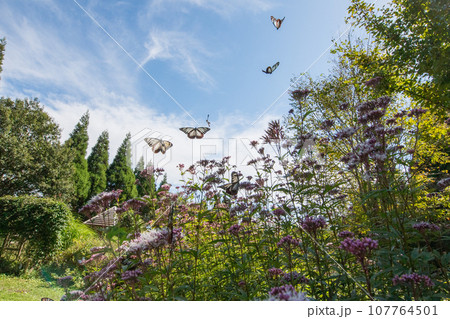 秋空に舞うアサギマダラの渡り蝶が美しい 秋空に舞うアサギマダラの渡り蝶が美しい 107764501