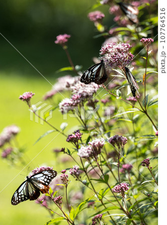 秋空に舞うアサギマダラの渡り蝶が美しい 107764516