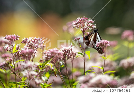 秋空に舞うアサギマダラの渡り蝶が美しい 107764561