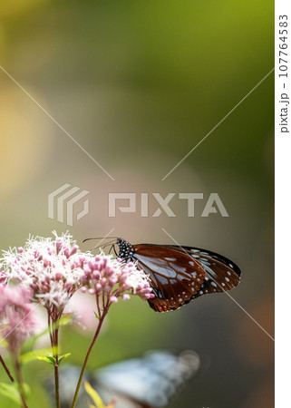 秋空に舞うアサギマダラの渡り蝶が美しい 秋空に舞うアサギマダラの渡り蝶が美しい 107764583