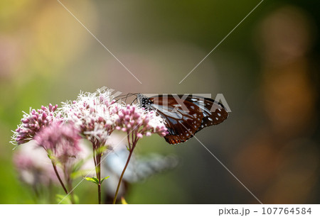 秋空に舞うアサギマダラの渡り蝶が美しい 107764584