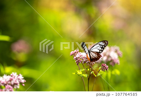 秋空に舞うアサギマダラの渡り蝶が美しい 秋空に舞うアサギマダラの渡り蝶が美しい 107764585