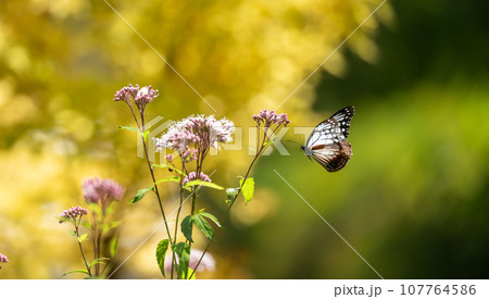 秋空に舞うアサギマダラの渡り蝶が美しい 秋空に舞うアサギマダラの渡り蝶が美しい 107764586