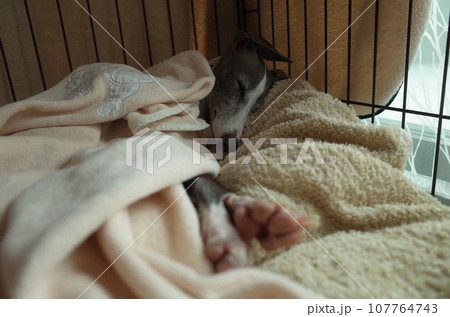 スヤスヤ眠るイタリアングレーハウンド4 スヤスヤ眠るイタリアングレーハウンド4 107764743