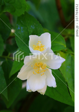 白い爽やかなバイカウツギの花 白い爽やかなバイカウツギの花 107764852
