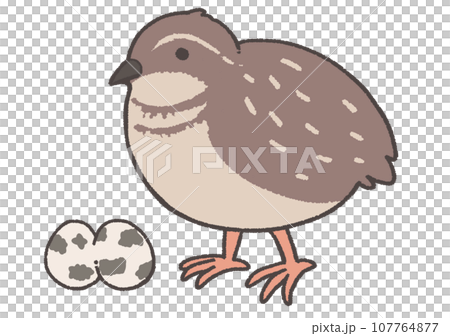 うずら うずら 107764877