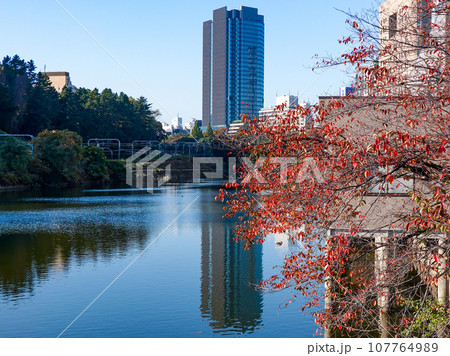 晴れ渡った江戸城外堀の紅葉(東京都千代田区市ヶ谷) 晴れ渡った江戸城外堀の紅葉(東京都千代田区市ヶ谷) 107764989