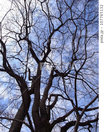 早春のクヌギの枯れ木と青空 107765132