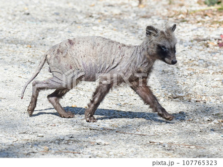 毛抜けの狸 107765323