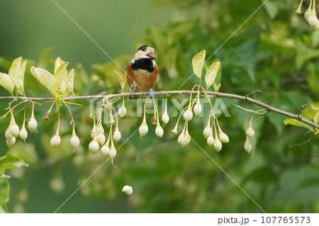 エゴノキの実を採りに来たヤマガラ 107765573
