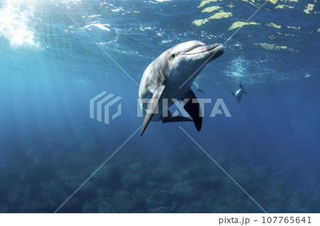 海面を泳ぐ野生イルカ達 海面を泳ぐ野生イルカ達 107765641