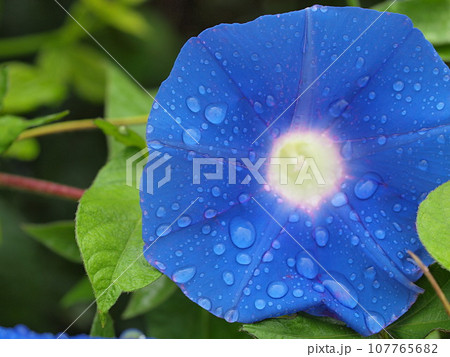 雨に濡れた青いアサガオの花 雨に濡れた青いアサガオの花 107765682