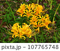 黄色彼岸花群 107765748