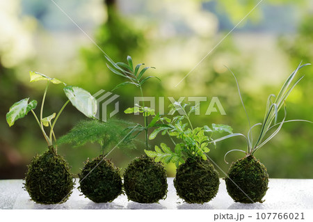 ミニ観葉植物を植え付けた五個の苔玉 107766021