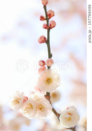 八重咲きの白梅のクローズアップ 【空背景】 【朱鷺の舞】 八重咲きの白梅のクローズアップ 【空背景】 【朱鷺の舞】 107766086