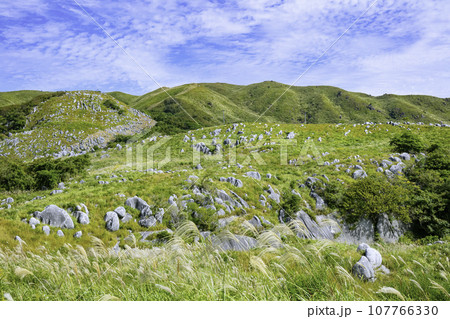 ススキが風に揺れる秋の美しい平尾台（福岡県北九州市） 107766330