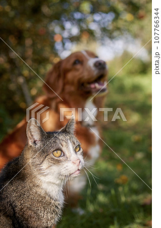 Cat and dog sitting together in grass during autumn day. Cat and dog sitting together in grass during autumn day. 107766344