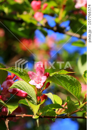 タニウツギのピンク色の花 タニウツギのピンク色の花 107766374