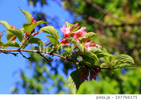 タニウツギのピンク色の花 タニウツギのピンク色の花 107766375