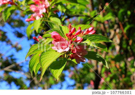 タニウツギのピンク色の花 タニウツギのピンク色の花 107766381