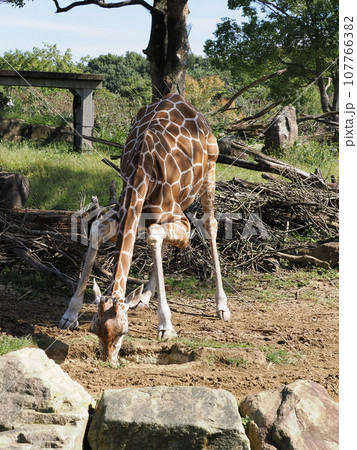 水を飲むキリン 水を飲むキリン 107766382