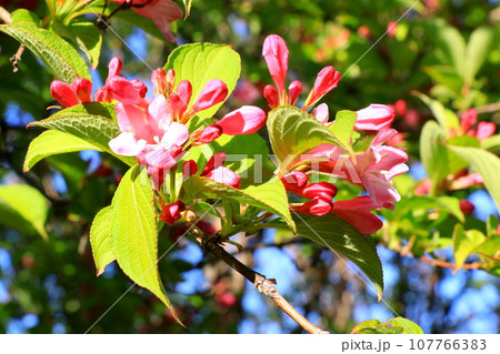 タニウツギのピンク色の花 タニウツギのピンク色の花 107766383