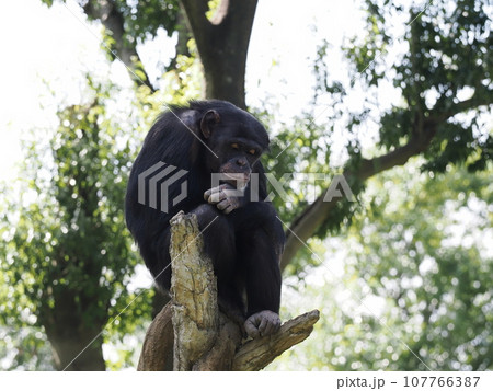 黄昏のチンパンジー 黄昏のチンパンジー 107766387
