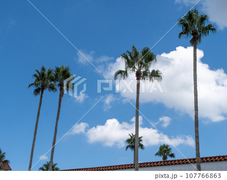 パームツリーがある風景 パームツリーがある風景 107766863