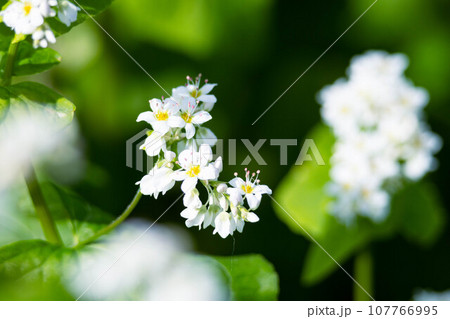 そばの花 そばの花 107766995