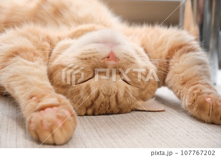 万歳して爆睡する猫 107767202
