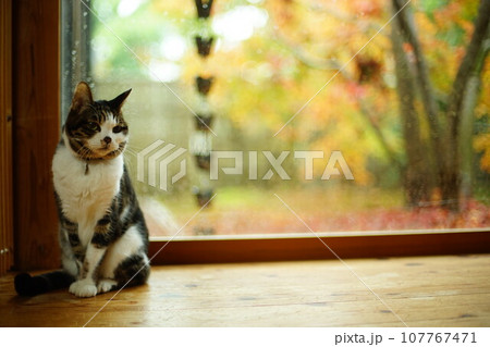 紅葉を背景にくつろぐキジ猫 紅葉を背景にくつろぐキジ猫 107767471