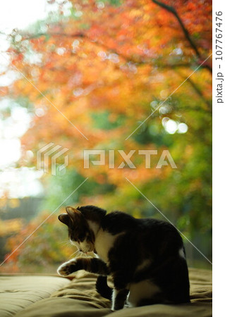 紅葉を背景にくつろぐキジ猫 紅葉を背景にくつろぐキジ猫 107767476