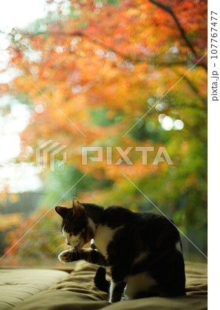 紅葉を背景にくつろぐキジ猫 紅葉を背景にくつろぐキジ猫 107767477