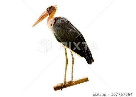 Die-cut image of a sharp-billed bird on a white background Die-cut image of a sharp-billed bird on a white background 107767664