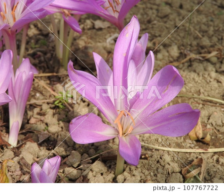妖艶な雰囲気のイヌサフランの花 妖艶な雰囲気のイヌサフランの花 107767722