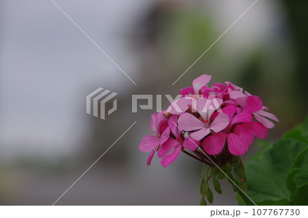 花 107767730