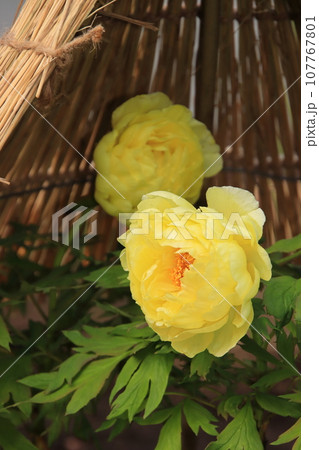 黄色い牡丹 黄冠 【上野東照宮ぼたん苑にて】 黄色い牡丹 黄冠 【上野東照宮ぼたん苑にて】 107767801