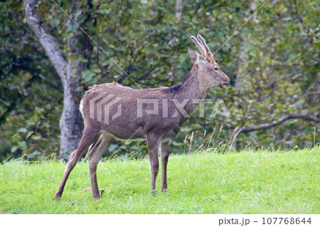 ニホンジカ（北海道・勇払郡占冠村） 107768644