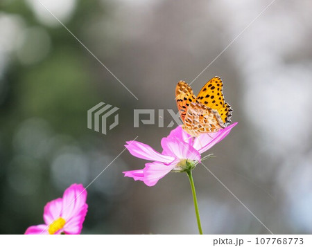 コスモスの花とツマグロヒョウモン　（Argyreus hyperbius） 107768773