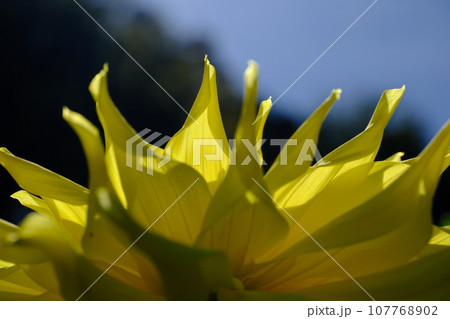 美しく咲くダリア 東京都町田市 ダリア園 美しく咲くダリア 東京都町田市 ダリア園 107768902