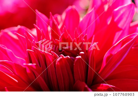 美しく咲くダリア　東京都町田市　ダリア園 107768903