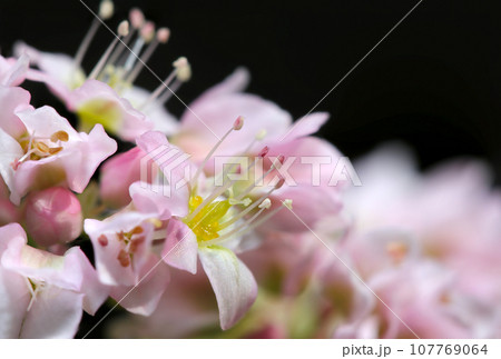 かわいい蕎麦の白とピンクの花アップ（マクロレンズ使用・ストロボ＋自然光・接写写真） 107769064