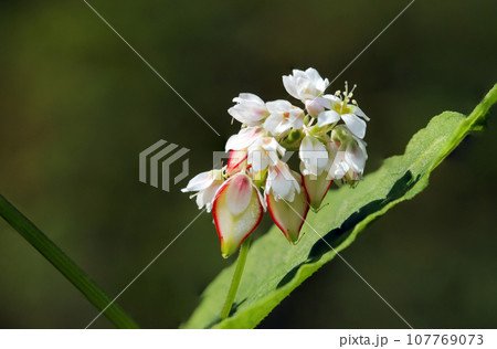 白にピンクのかわいい蕎麦の花と若い実のアップ（マクロレンズ使用・ストロボ＋自然光・接写写真） 107769073