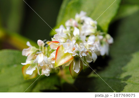 白にピンクのかわいい蕎麦の花と若い実のアップ(マクロレンズ使用・ストロボ+自然光・接写写真) 白にピンクのかわいい蕎麦の花と若い実のアップ(マクロレンズ使用・ストロボ+自然光・接写写真) 107769075