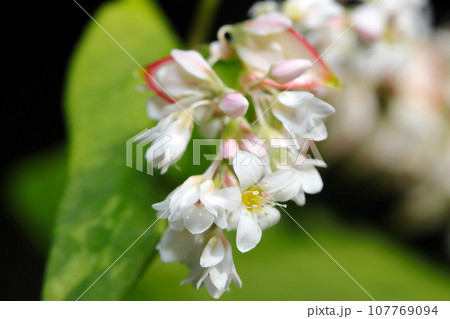 白にピンクのかわいい蕎麦の花と若い実のアップ(マクロレンズ使用・ストロボ+自然光・接写写真) 白にピンクのかわいい蕎麦の花と若い実のアップ(マクロレンズ使用・ストロボ+自然光・接写写真) 107769094