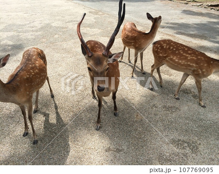 奈良の鹿 奈良の鹿 107769095