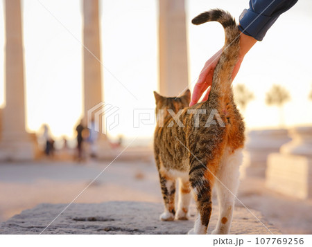 cats of Turkey, small resort town of Side with ancient Greek ruins. female tourist petting stray cat of Side Apollon Temple over sunset time in spring or fall season 107769256